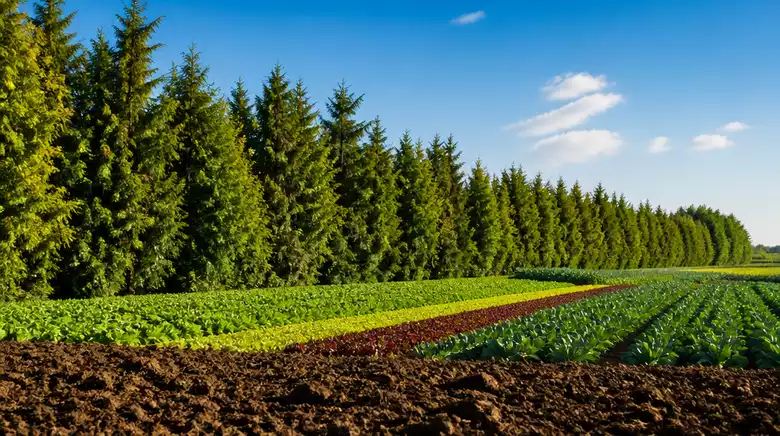 Windbreaks for Soil Erosion Control